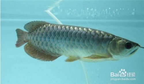 龍魚的飼養環境要求有哪些