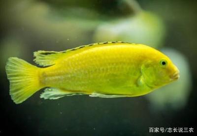 金龍魚最大可以長多少厘米：金龍魚最大可以長多少厘米呢