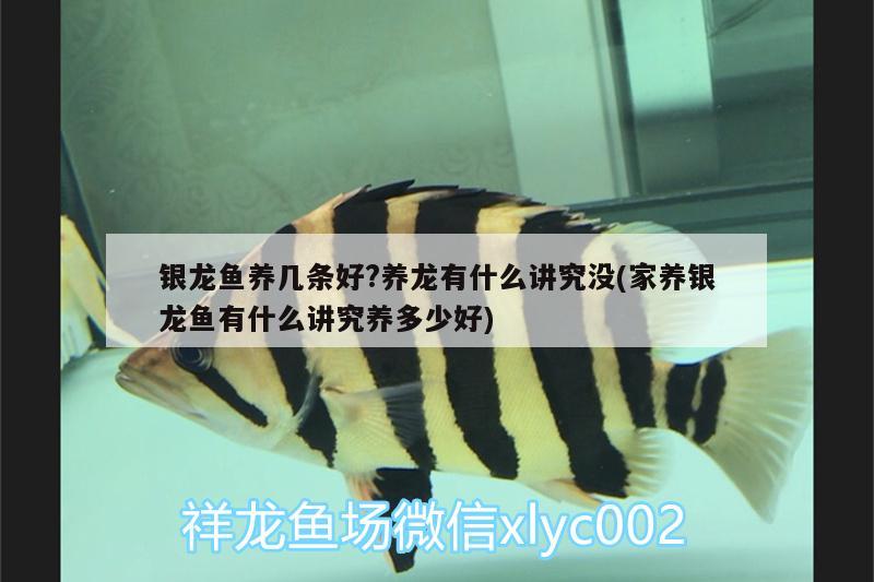 銀龍魚養(yǎng)幾條好?養(yǎng)龍有什么講究沒(家養(yǎng)銀龍魚有什么講究養(yǎng)多少好)