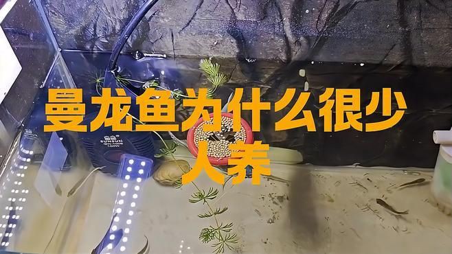 曼龍魚在觀賞魚市場的現狀如何？，為什么很少人養萌寵保姆曼龍魚