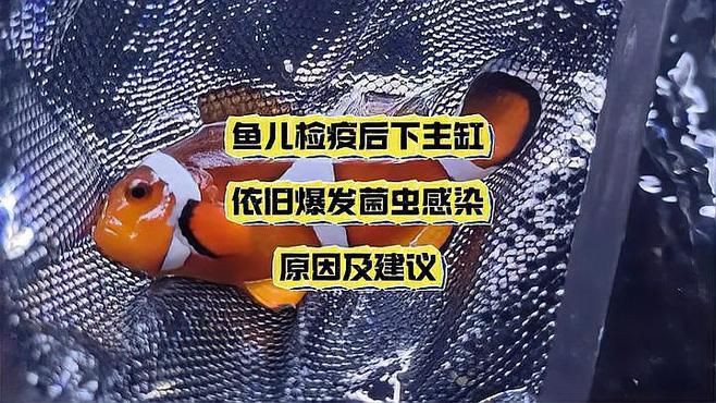 如何預(yù)防海水魚細(xì)菌感染？，《如何預(yù)防海水魚細(xì)菌感染》