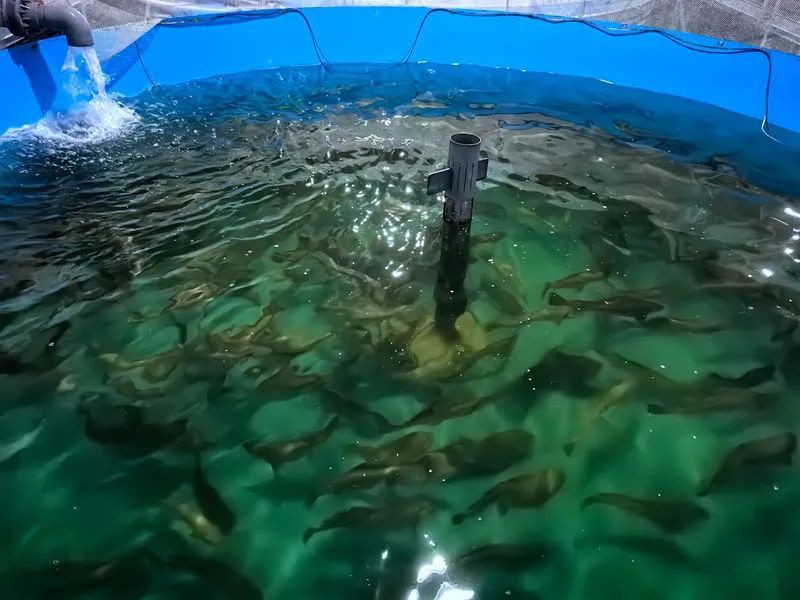 日喀則地區(qū)龍魚店，日喀則地區(qū)有水族市場嗎