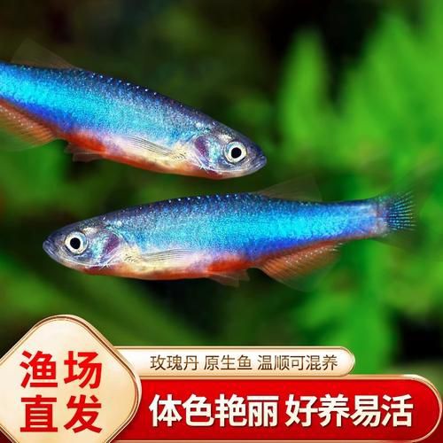 玫瑰丹魚圖片，玫瑰丹是個什么魚