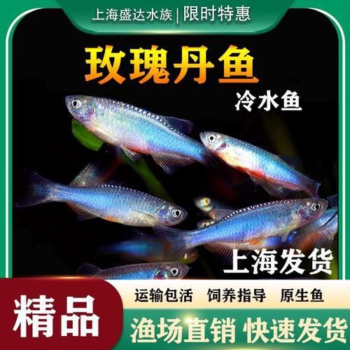 玫瑰丹魚圖片，玫瑰丹是個什么魚