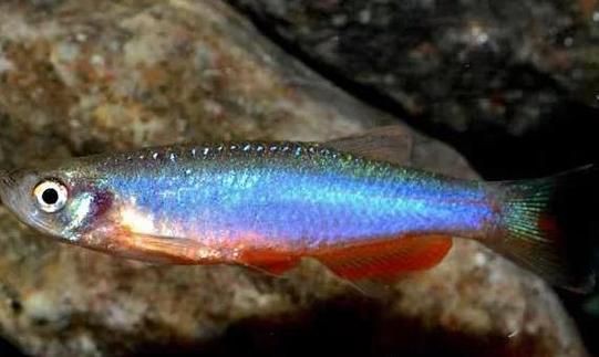 玫瑰丹魚圖片，玫瑰丹是個什么魚