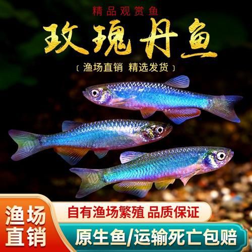 玫瑰丹魚圖片，玫瑰丹是個什么魚