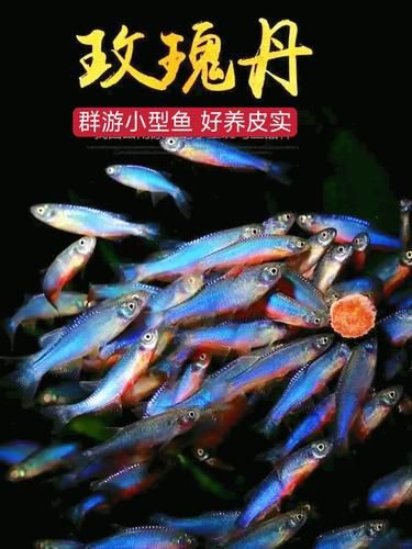 玫瑰丹魚圖片，玫瑰丹是個什么魚