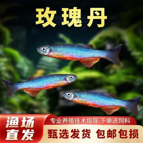 玫瑰丹魚圖片，玫瑰丹是個什么魚