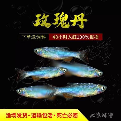 玫瑰丹魚圖片，玫瑰丹是個什么魚
