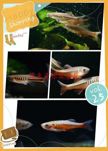 玫瑰丹魚圖片，玫瑰丹是個什么魚