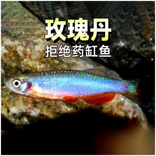 玫瑰丹魚圖片，玫瑰丹是個什么魚