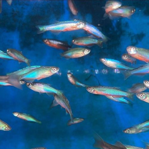 玫瑰丹魚圖片，玫瑰丹是個什么魚
