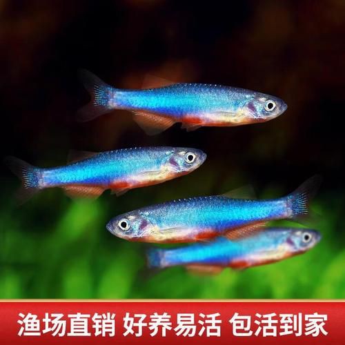玫瑰丹魚圖片，玫瑰丹是個什么魚