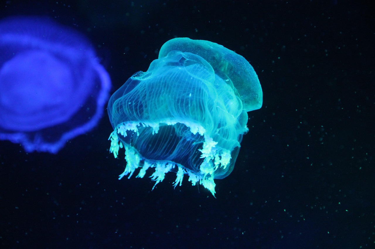 安順開發區曉瑩水族館（安順開發區曉瑩水族館電話）