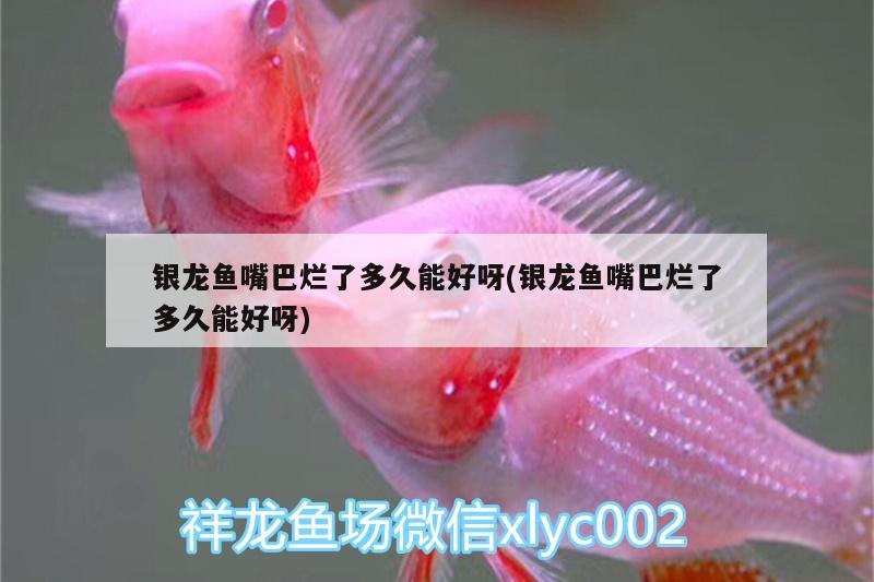 魚缸過濾器選購指南:自制魚缸過濾器魚缸上置過濾器對于養魚愛好者的必備知識 銀龍魚嘴巴爛了多久能好呀(銀龍魚嘴巴爛了多久能好呀) 銀龍魚百科 銀龍魚嘴巴爛了多久能好呀(銀龍魚嘴巴爛了多久能好呀) 銀龍魚嘴巴爛了多久能好呀(銀龍魚嘴巴爛了多久能好呀) 銀龍魚百科