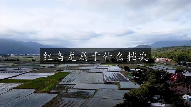 紅烏龍是什么茶，紅烏龍是2008年由臺灣茶業改良場創制的創新型烏龍茶 紅烏龍是什么茶，紅烏龍是2008年由臺灣茶業改良場創制的創新型烏龍茶 龍魚論壇 第3張