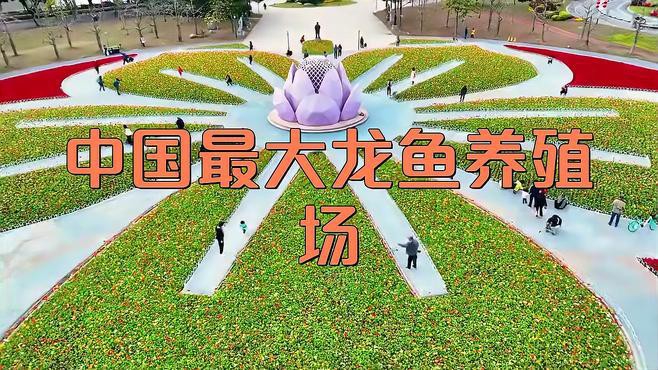 中國龍魚養殖場有哪些？，中國最大龍魚養殖場