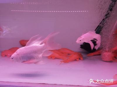 銀龍魚的挑選(銀龍魚的挑選方法)