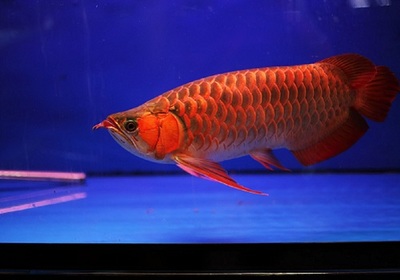 紅龍魚烤色燈:紅龍魚烤色燈使用注意事項(xiàng), 紅龍魚百科 第2張 紅龍魚烤色燈:紅龍魚烤色燈使用注意事項(xiàng), 紅龍魚烤色燈:紅龍魚烤色燈使用注意事項(xiàng), 紅龍魚百科 第2張