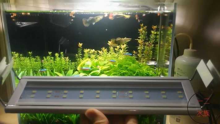 龍魚缸寬度金龍(龍魚缸多高) 龍魚缸寬度金龍(龍魚缸多高) 虎魚百科 第2張