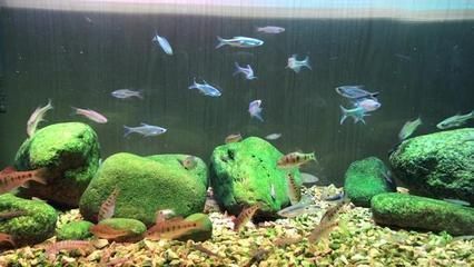 雪龍魚(yú)飼料中蝦紅素的作用:蝦紅素在雪龍魚(yú)飼料中的作用 紅龍魚(yú)百科 第1張 雪龍魚(yú)飼料中蝦紅素的作用:蝦紅素在雪龍魚(yú)飼料中的作用 雪龍魚(yú)飼料中蝦紅素的作用:蝦紅素在雪龍魚(yú)飼料中的作用 紅龍魚(yú)百科 第1張