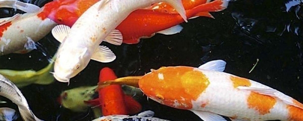 紅龍魚多久能長大一點(diǎn)