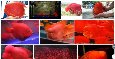 紅龍魚飼料哪個牌子好用又便宜的：如何選擇紅龍魚飼料