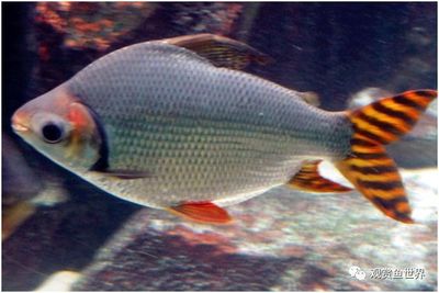 銀龍魚(yú)嘴爛了用什么藥治好(銀龍魚(yú)爛嘴怎么治)