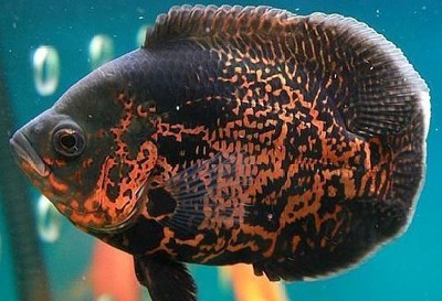 金龍魚和虎魚經常打架嗎(金龍魚和虎魚經常打架嗎)