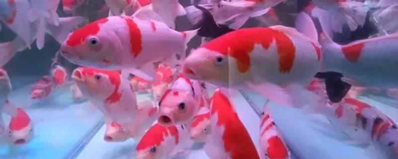 博特魚缸沈陽(yáng)代理電話在哪里 博特魚缸沈陽(yáng)代理電話在哪里 博特水族 第1張