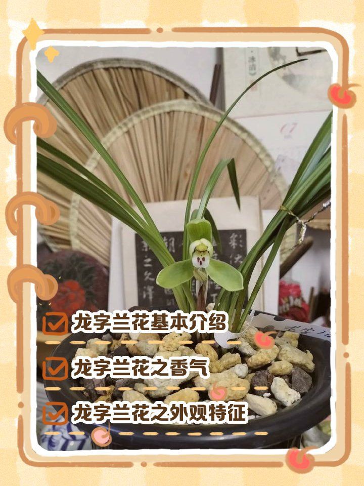 紅龍字蘭花的特點是什么？，春蘭“四大天王”之龍字:國蘭雙璧的魅力懶豬plus