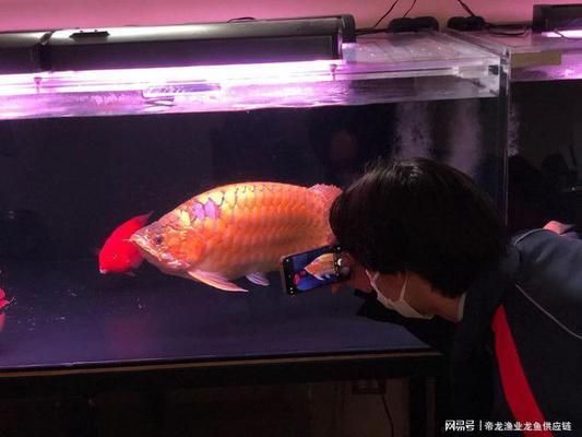 龍魚的品種：幾種常見的龍魚品種介紹 龍魚的品種：幾種常見的龍魚品種介紹 龍魚百科 第1張