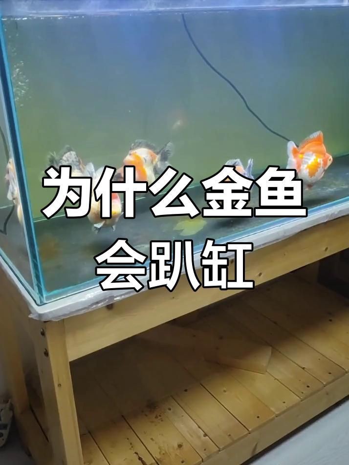 如何判斷金魚趴缸底的原因？，金魚在魚缸底部不動是怎么回事