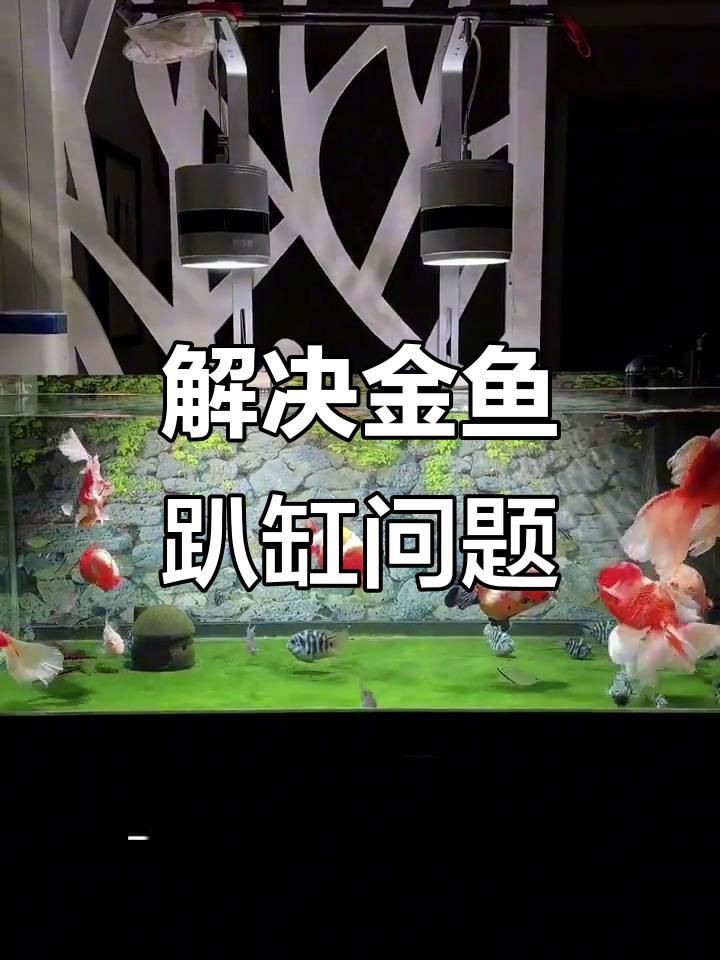 如何判斷金魚趴缸底的原因？，金魚在魚缸底部不動是怎么回事