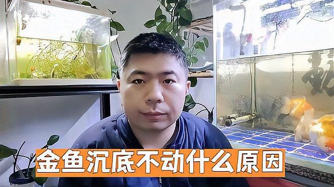 如何判斷金魚趴缸底的原因？，金魚在魚缸底部不動是怎么回事