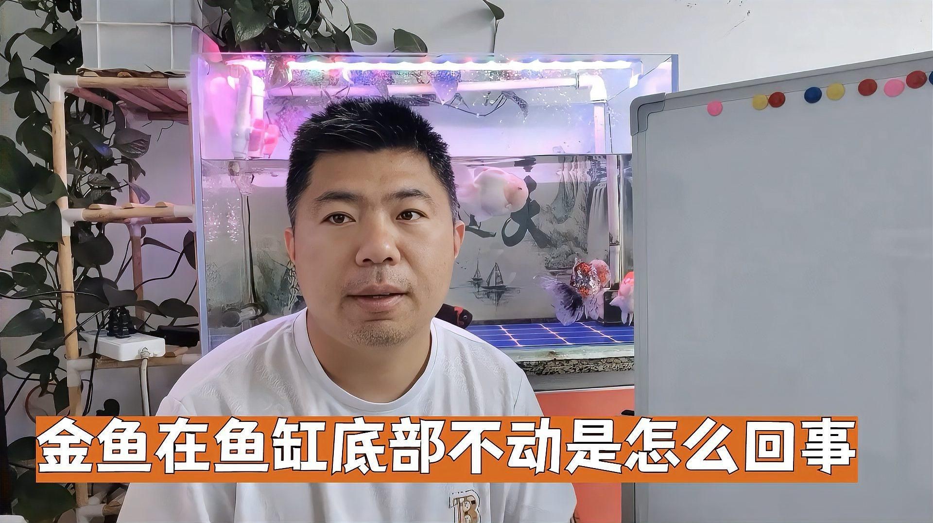 如何判斷金魚趴缸底的原因？，金魚在魚缸底部不動是怎么回事