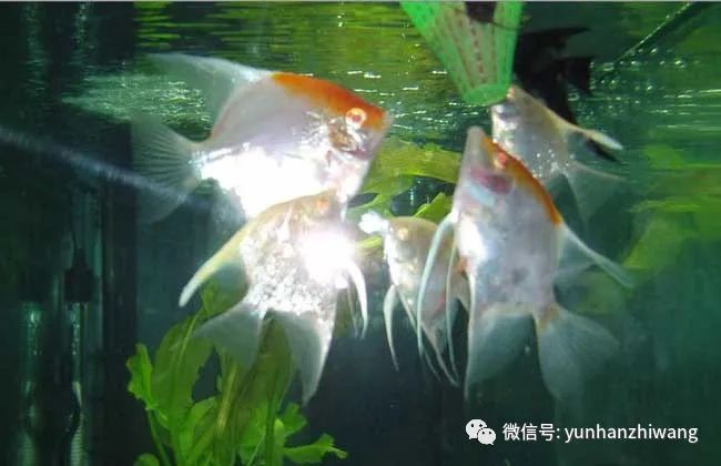 秘魯神仙魚能長多大厘米呢，2019上海水族展上的秘魯神仙魚和埃及神仙魚的區別