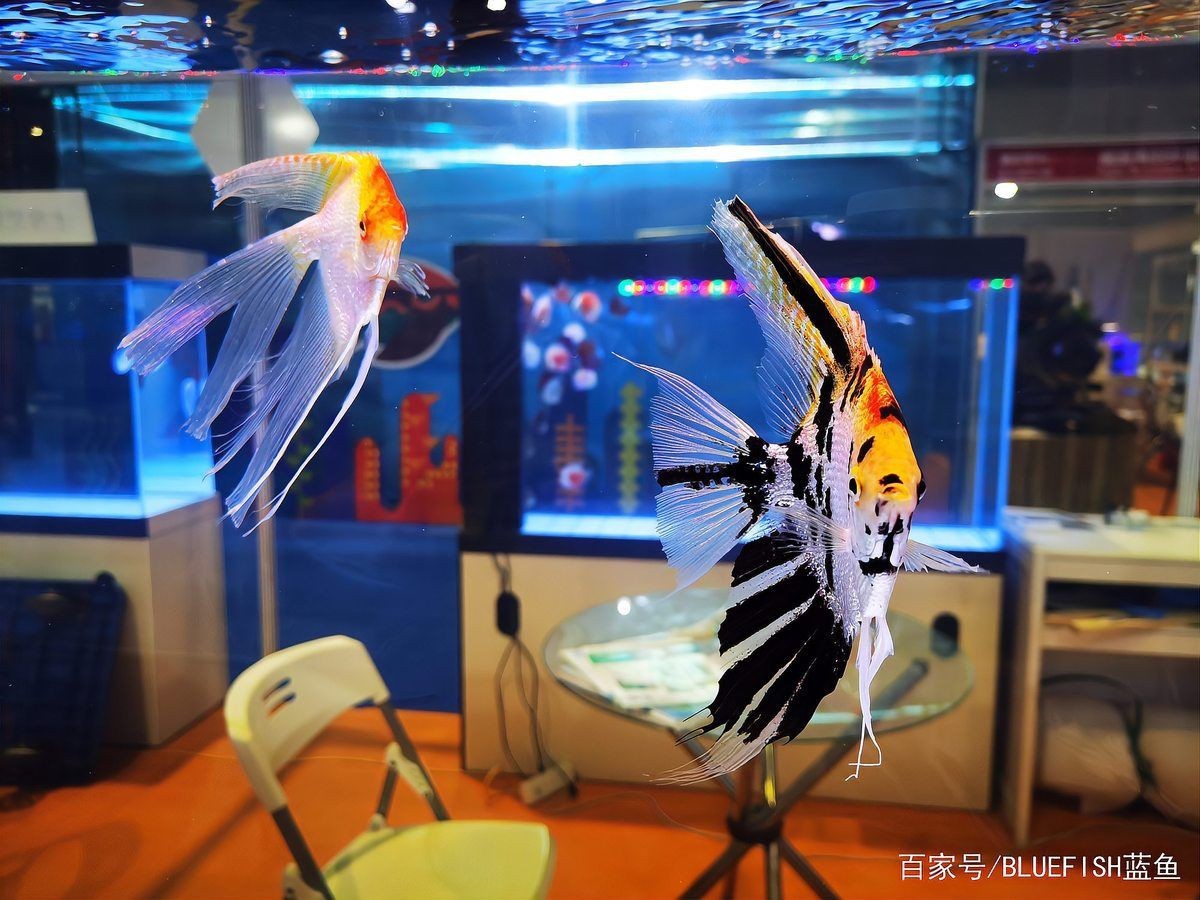 秘魯神仙魚能長多大厘米呢，2019上海水族展上的秘魯神仙魚和埃及神仙魚的區別