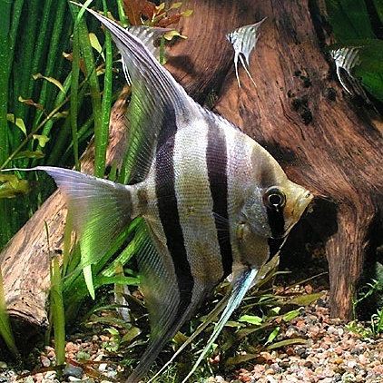 秘魯神仙魚能長多大厘米呢，2019上海水族展上的秘魯神仙魚和埃及神仙魚的區別