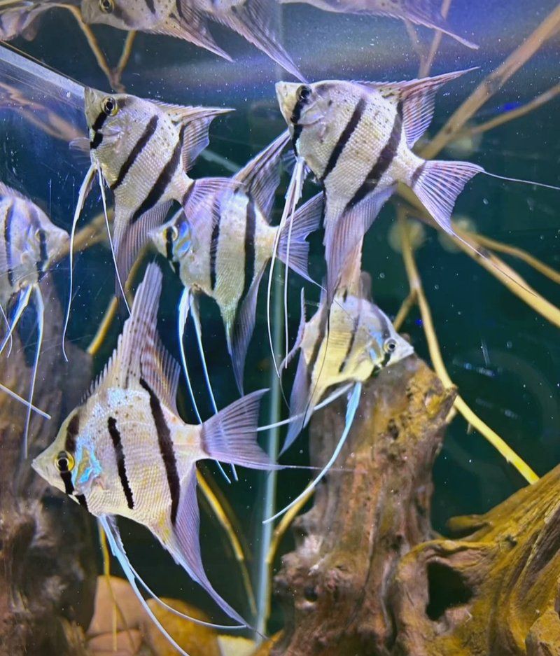 秘魯神仙魚能長多大厘米呢，2019<strong><mark>上海</mark></strong>水族展上的秘魯神仙魚和埃及神仙魚的區別