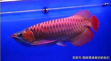 原生態造景魚缸的特點、設計要點和養護方法