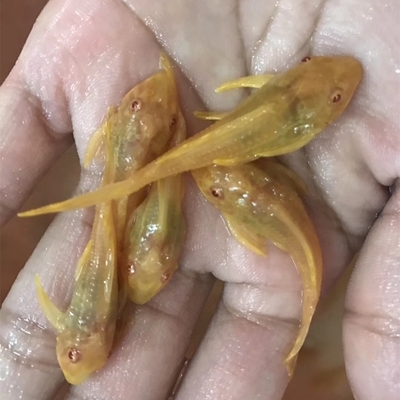 紅龍魚發(fā)色用什么燈比較好看：關(guān)于紅龍魚發(fā)色用燈的詳細(xì)信息