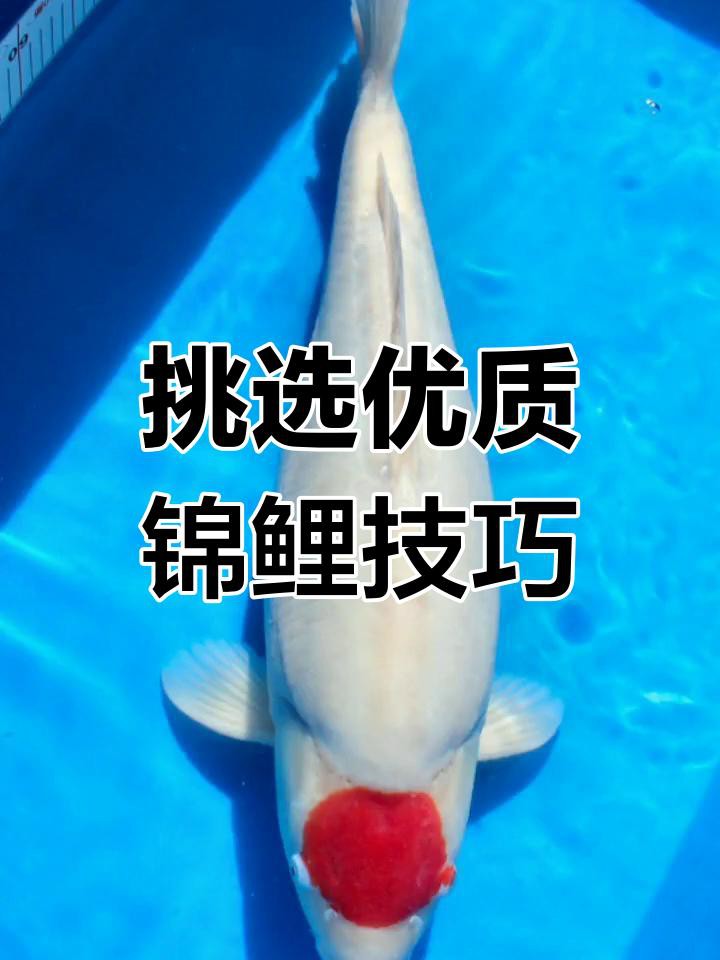 丹頂錦鯉怎么看品相,《丹頂錦鯉怎么看品相》 龍魚論壇 第6張 丹頂錦鯉怎么看品相,《丹頂錦鯉怎么看品相》 丹頂錦鯉怎么看品相,《丹頂錦鯉怎么看品相》 龍魚論壇 第6張