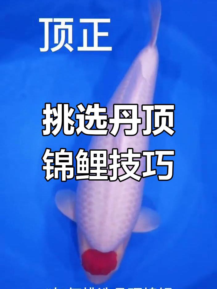 丹頂錦鯉怎么看品相,《丹頂錦鯉怎么看品相》 龍魚論壇 第5張 丹頂錦鯉怎么看品相,《丹頂錦鯉怎么看品相》 丹頂錦鯉怎么看品相,《丹頂錦鯉怎么看品相》 龍魚論壇 第5張