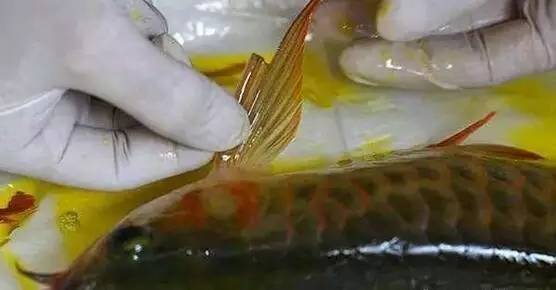 紅龍魚發色最不好的圖片（紅龍魚發色過程分析圖）