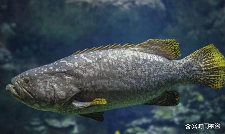 為啥石斑大了之后叫龍躉， 為啥石斑大了之后叫龍躉，\