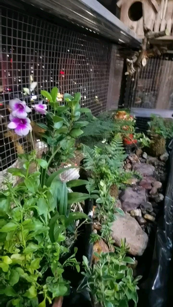 生態鳥籠
