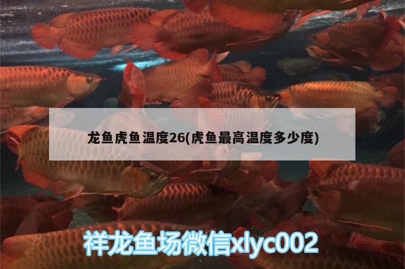 龍魚虎魚溫度26(虎魚最高溫度多少度) 龍魚虎魚溫度26(虎魚最高溫度多少度) 虎魚百科 第2張