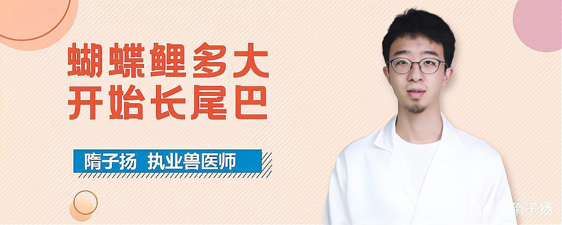 短身蝴蝶鯉多大開始長尾巴，短身蝴蝶鯉多大開始長尾巴發育特征及飼養要點 短身蝴蝶鯉多大開始長尾巴，短身蝴蝶鯉多大開始長尾巴發育特征及飼養要點 龍魚論壇 第1張