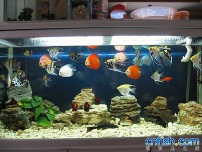 彩蝶魚缸售后電話多少號(彩蝶魚缸質保)